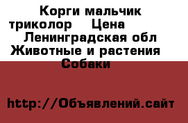 Корги мальчик триколор  › Цена ­ 55 000 - Ленинградская обл. Животные и растения » Собаки   